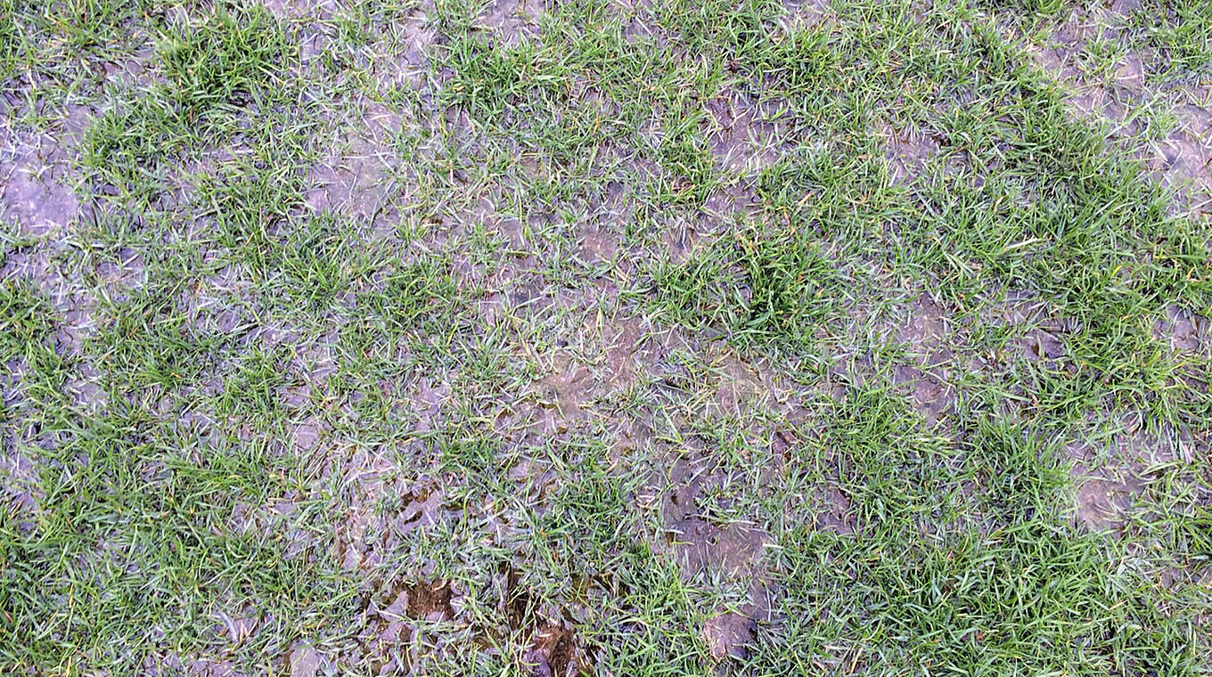 Aufgeweichter Platz: Der Rasen im Erzgebirgsstadion von Aue ist unbespielbar © DFB