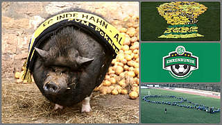 Schweinkram: Bewerbungsvideo mit tierisch gutem Inhalt © FUSSBALL.DE
