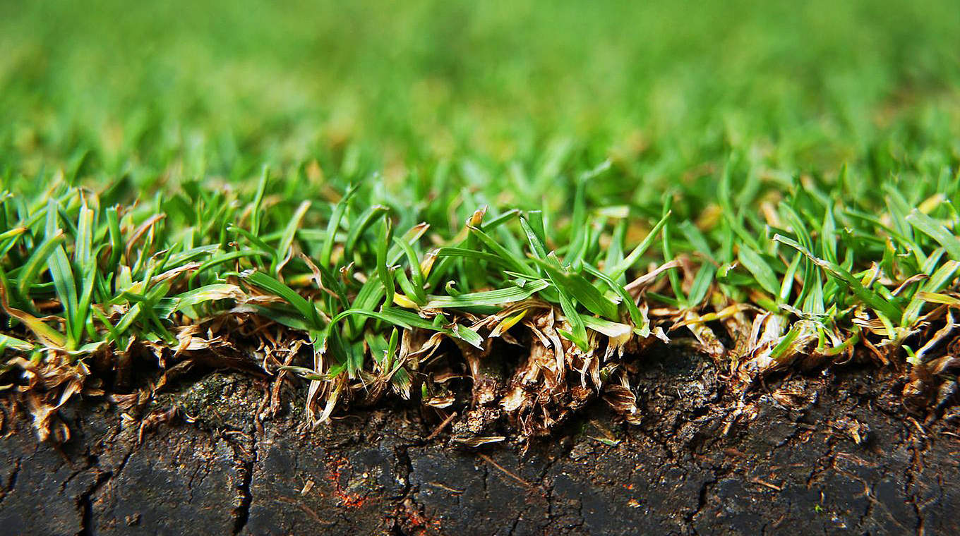 Ein guter Rasen muss gepflegt werden: Infos gibt's in der neuen DFB-Broschüre © 2013 Getty Images