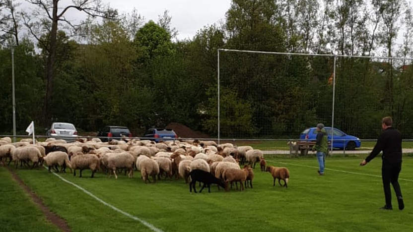 Maah Schafherde Sorgt Fur Spielunterbrechung